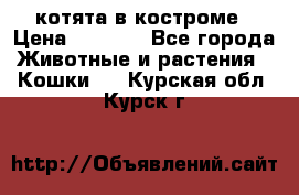 котята в костроме › Цена ­ 2 000 - Все города Животные и растения » Кошки   . Курская обл.,Курск г.